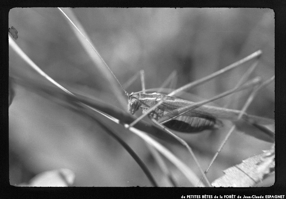 image: This is &lsquo;PETITES B&Ecirc;TES de la FOR&Ecirc;T 6&rsquo;.