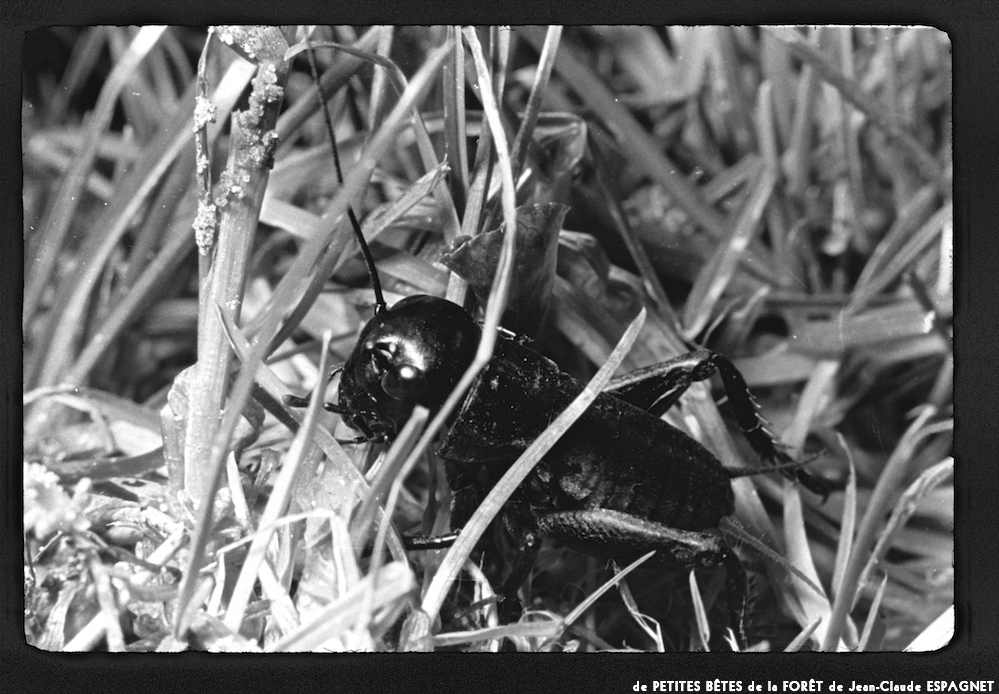 image: This is &lsquo;PETITES B&Ecirc;TES de la FOR&Ecirc;T 7&rsquo;.