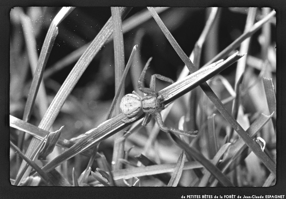 image: This is &lsquo;PETITES B&Ecirc;TES de la FOR&Ecirc;T 8&rsquo;.