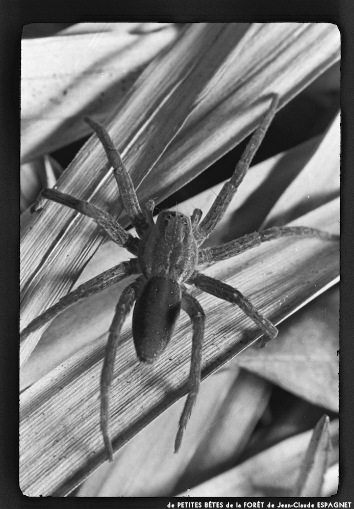 image: This is &lsquo;PETITES B&Ecirc;TES de la FOR&Ecirc;T 9&rsquo;.