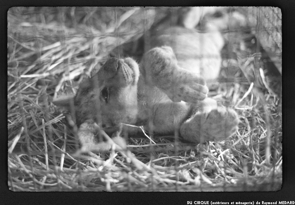 image: This is &lsquo;le cirque (ext&eacute;rieurs et m&eacute;nagerie) 11&rsquo;.