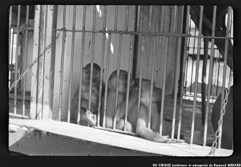 image: This is &lsquo;le cirque (ext&eacute;rieurs et m&eacute;nagerie) 12&rsquo;.