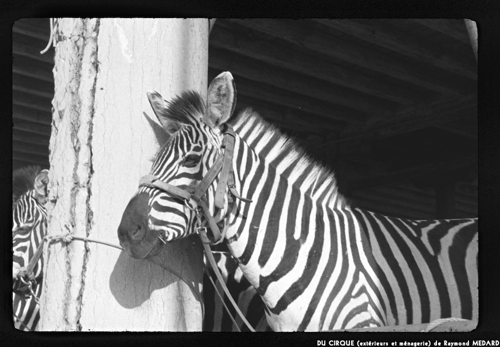 image: This is &lsquo;le cirque (ext&eacute;rieurs et m&eacute;nagerie) 4&rsquo;.