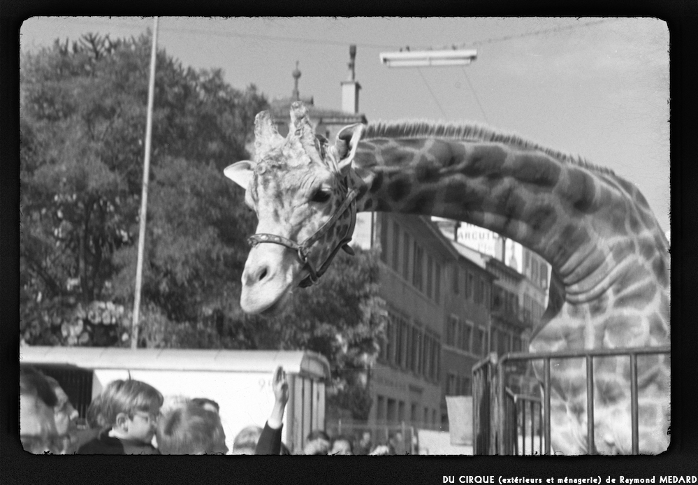 image: This is &lsquo;le cirque (ext&eacute;rieurs et m&eacute;nagerie) 5&rsquo;.