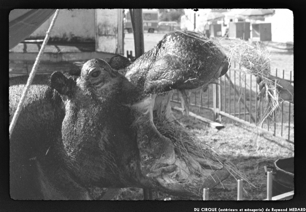 image: This is &lsquo;le cirque (ext&eacute;rieurs et m&eacute;nagerie) 6&rsquo;.