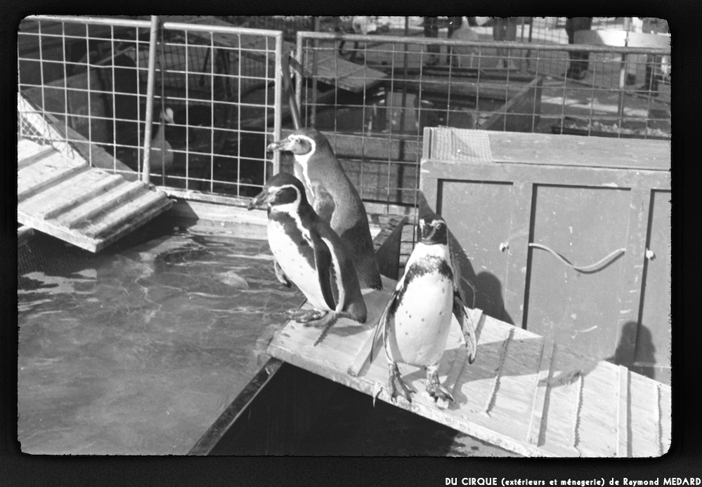 image: This is &lsquo;le cirque (ext&eacute;rieurs et m&eacute;nagerie) 8&rsquo;.