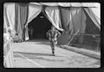 image: Image from the photoset &lsquo;le cirque (ext&eacute;rieurs et m&eacute;nagerie)&rsquo;.