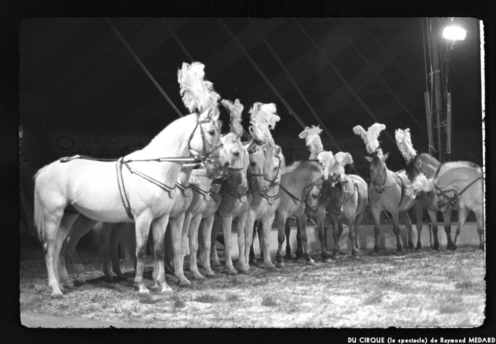 image: This is &lsquo;LE CIRQUE (le spectacle) 1&rsquo;.