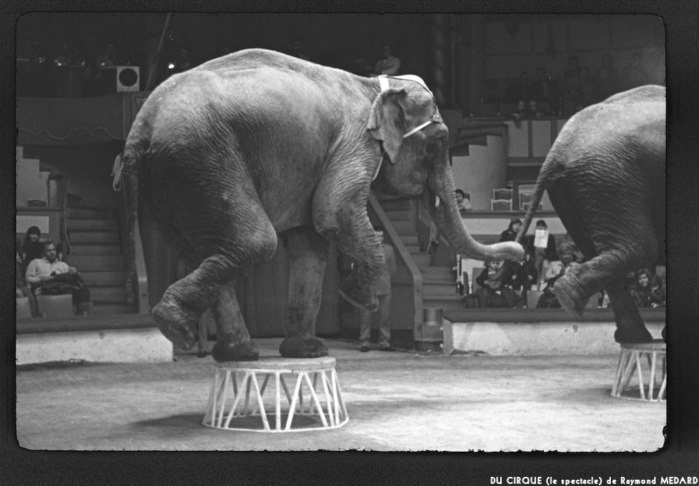 image: This is &lsquo;LE CIRQUE (le spectacle) 11&rsquo;.