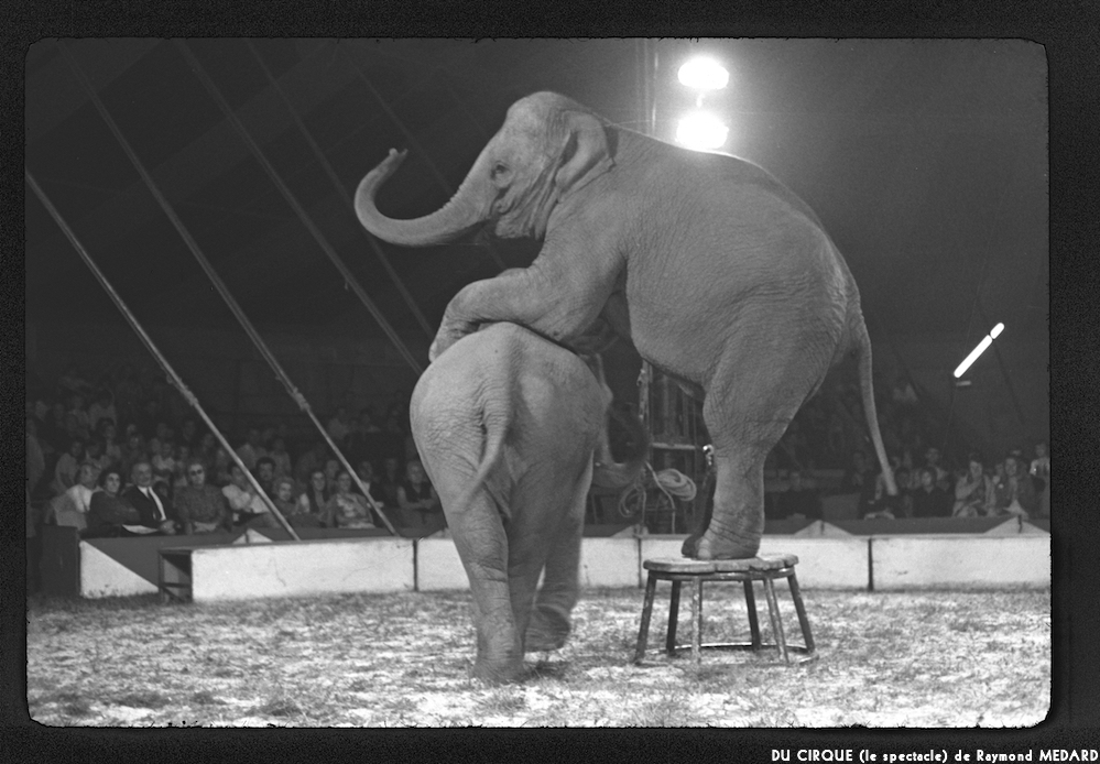 image: This is &lsquo;LE CIRQUE (le spectacle) 12&rsquo;.