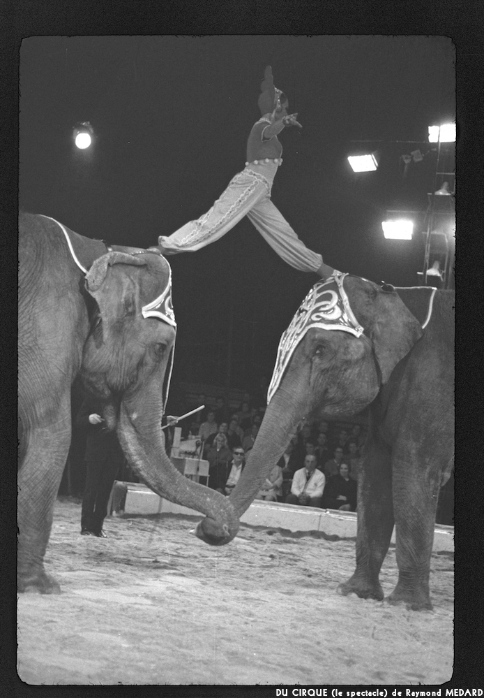 image: This is &lsquo;LE CIRQUE (le spectacle) 13&rsquo;.