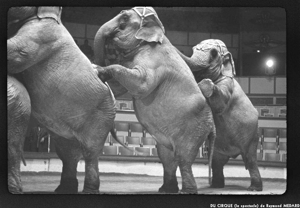 image: This is &lsquo;LE CIRQUE (le spectacle) 14&rsquo;.