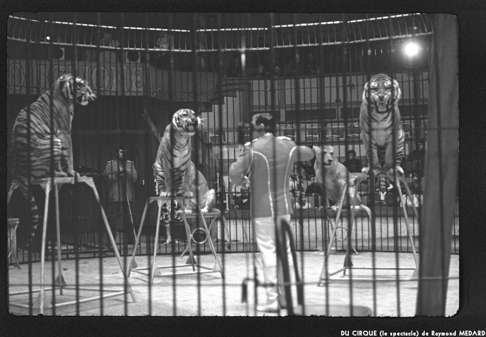 image: This is &lsquo;LE CIRQUE (le spectacle) 25&rsquo;.