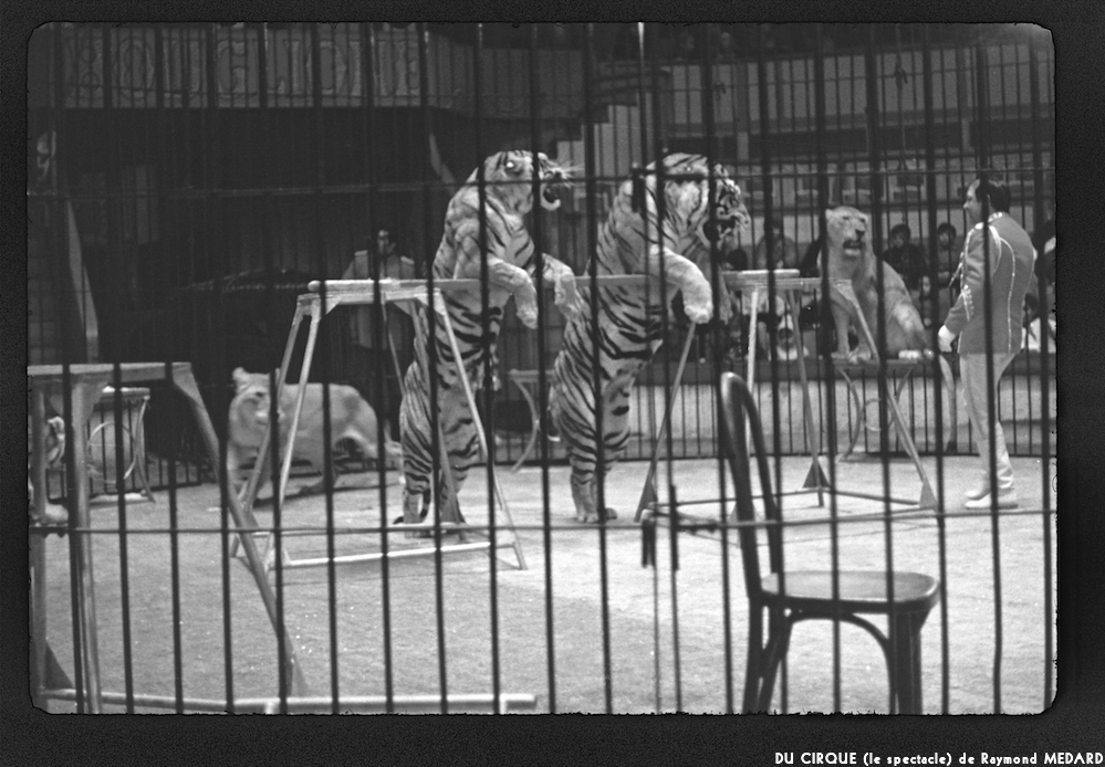 image: This is &lsquo;LE CIRQUE (le spectacle) 26&rsquo;.