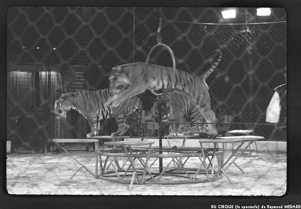 image: This is &lsquo;LE CIRQUE (le spectacle) 28&rsquo;.