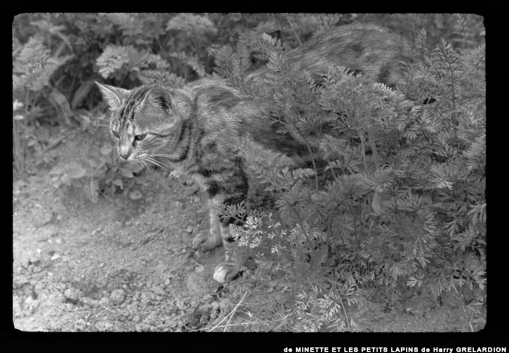 image: This is &lsquo;MINETTE ET LES PETITS PALINS 1&rsquo;.