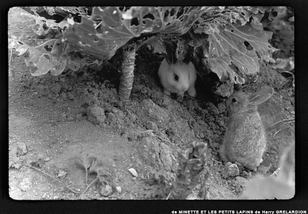 image: This is &lsquo;MINETTE ET LES PETITS PALINS 11&rsquo;.