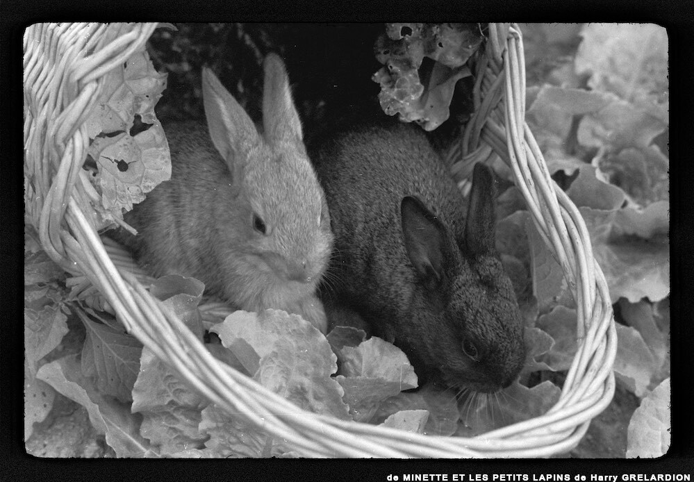image: This is &lsquo;MINETTE ET LES PETITS PALINS 12&rsquo;.