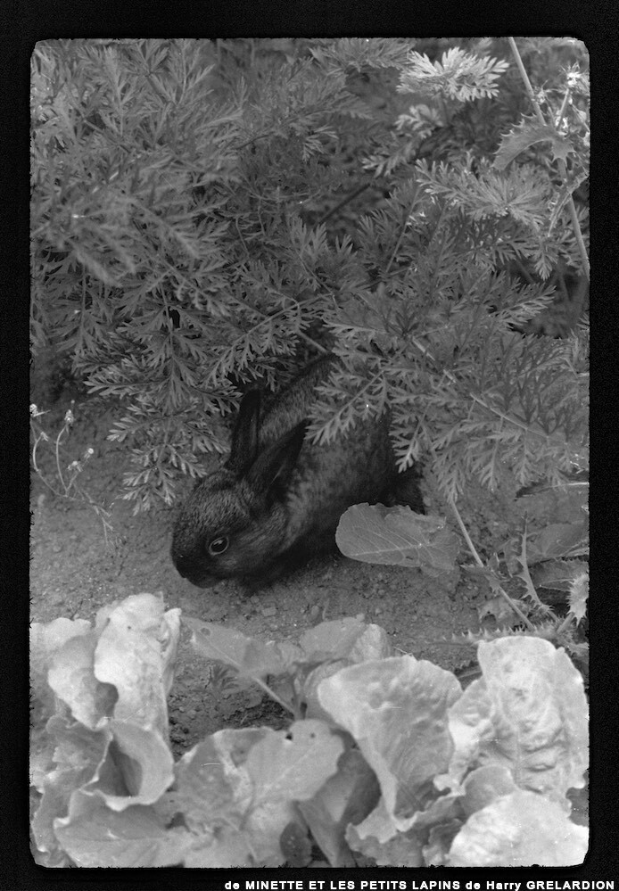 image: This is &lsquo;MINETTE ET LES PETITS PALINS 13&rsquo;.