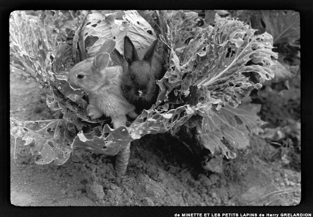 image: This is &lsquo;MINETTE ET LES PETITS PALINS 14&rsquo;.