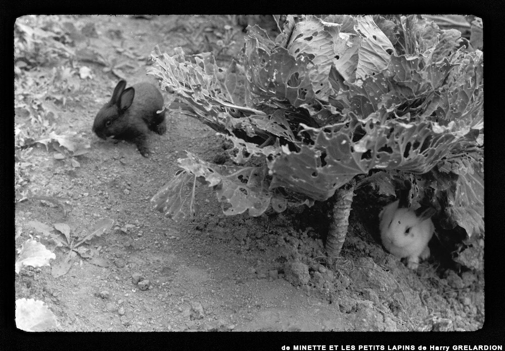 image: This is &lsquo;MINETTE ET LES PETITS PALINS 15&rsquo;.