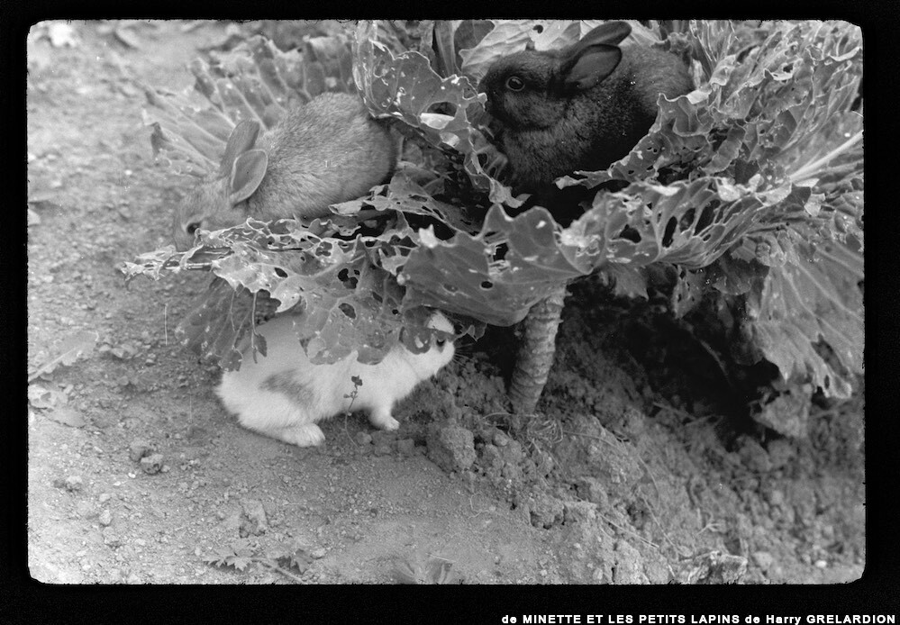 image: This is &lsquo;MINETTE ET LES PETITS PALINS 16&rsquo;.