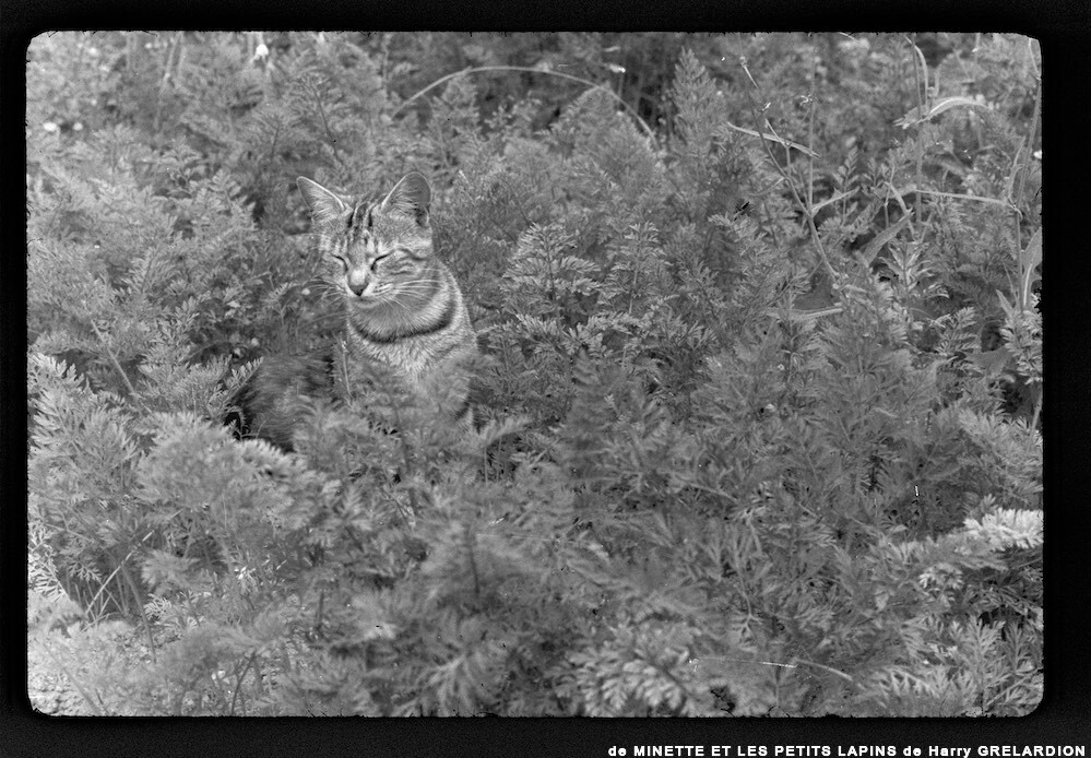 image: This is &lsquo;MINETTE ET LES PETITS PALINS 17&rsquo;.