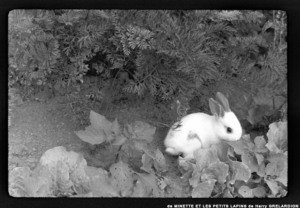 image: This is &lsquo;MINETTE ET LES PETITS PALINS 5&rsquo;.