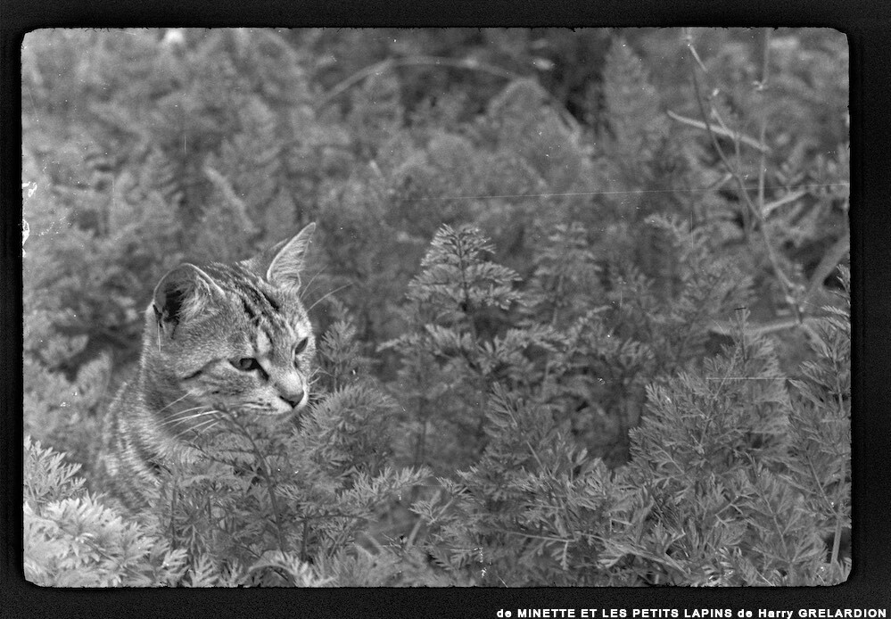 image: This is &lsquo;MINETTE ET LES PETITS PALINS 7&rsquo;.