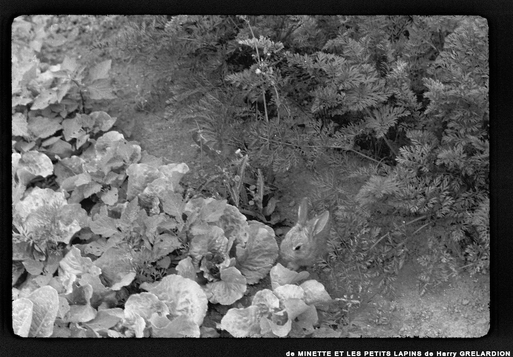 image: This is &lsquo;MINETTE ET LES PETITS PALINS 9&rsquo;.