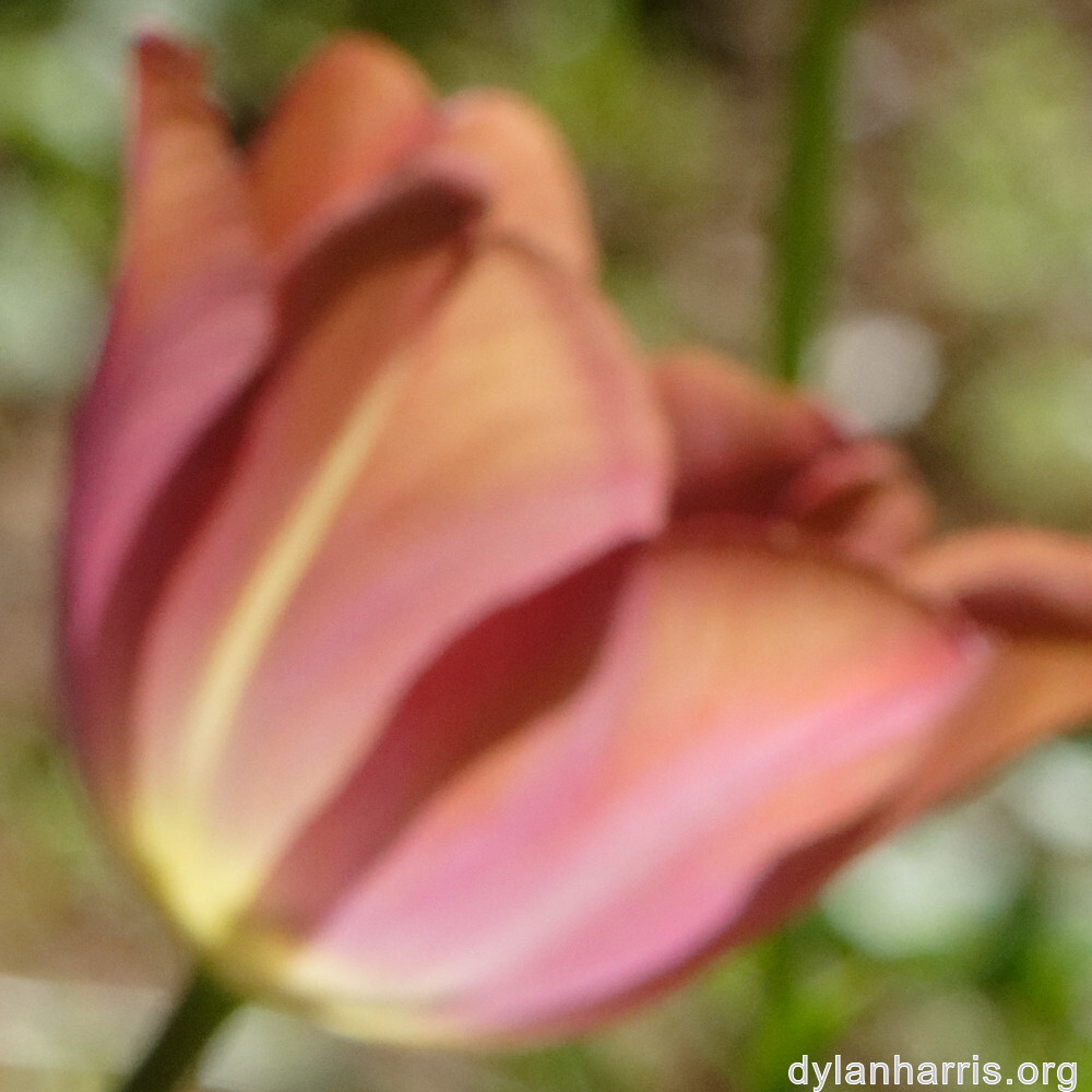 image: This is &lsquo;wood (xlvii) 5&rsquo;.