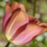 image: Image from the photoset &lsquo;wood (xlvii)&rsquo;.