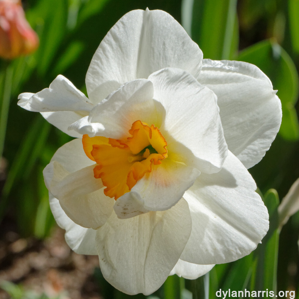 image: This is &lsquo;escher blummen (cil) 2&rsquo;.