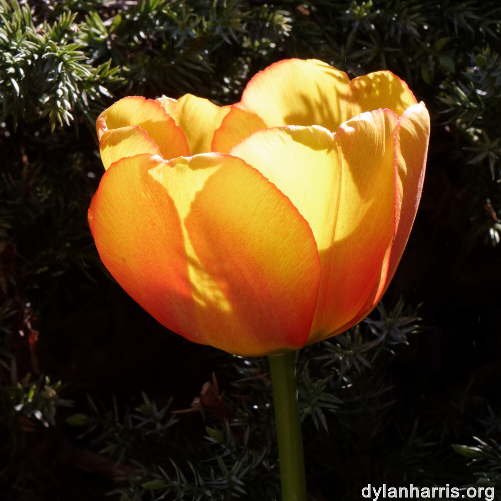 image: This is &lsquo;escher blummen (cil) 3&rsquo;.