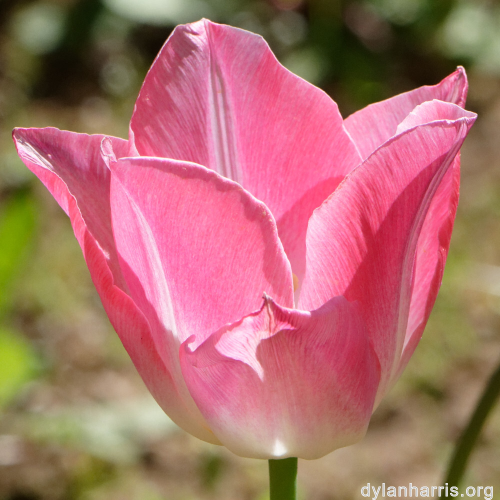 image: This is &lsquo;escher blummen (cil) 4&rsquo;.