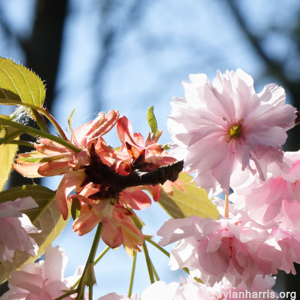 image: This is &lsquo;escher blummen (cil) 6&rsquo;.