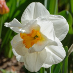 image: Image from the photoset &lsquo;escher blummen (cil)&rsquo;.