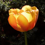 image: Image from the photoset &lsquo;escher blummen (cil)&rsquo;.