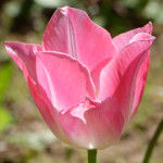 image: Image from the photoset &lsquo;escher blummen (cil)&rsquo;.