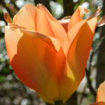 image: Image from the photoset &lsquo;escher blummen (cil)&rsquo;.