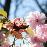 image: Image from the photoset &lsquo;escher blummen (cil)&rsquo;.