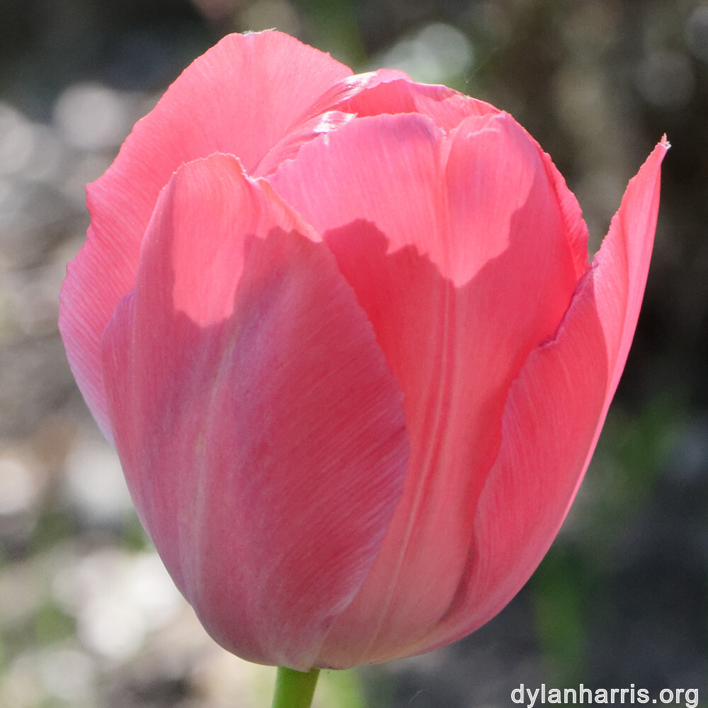 image: This is &lsquo;escher blummen (cl) 1&rsquo;.