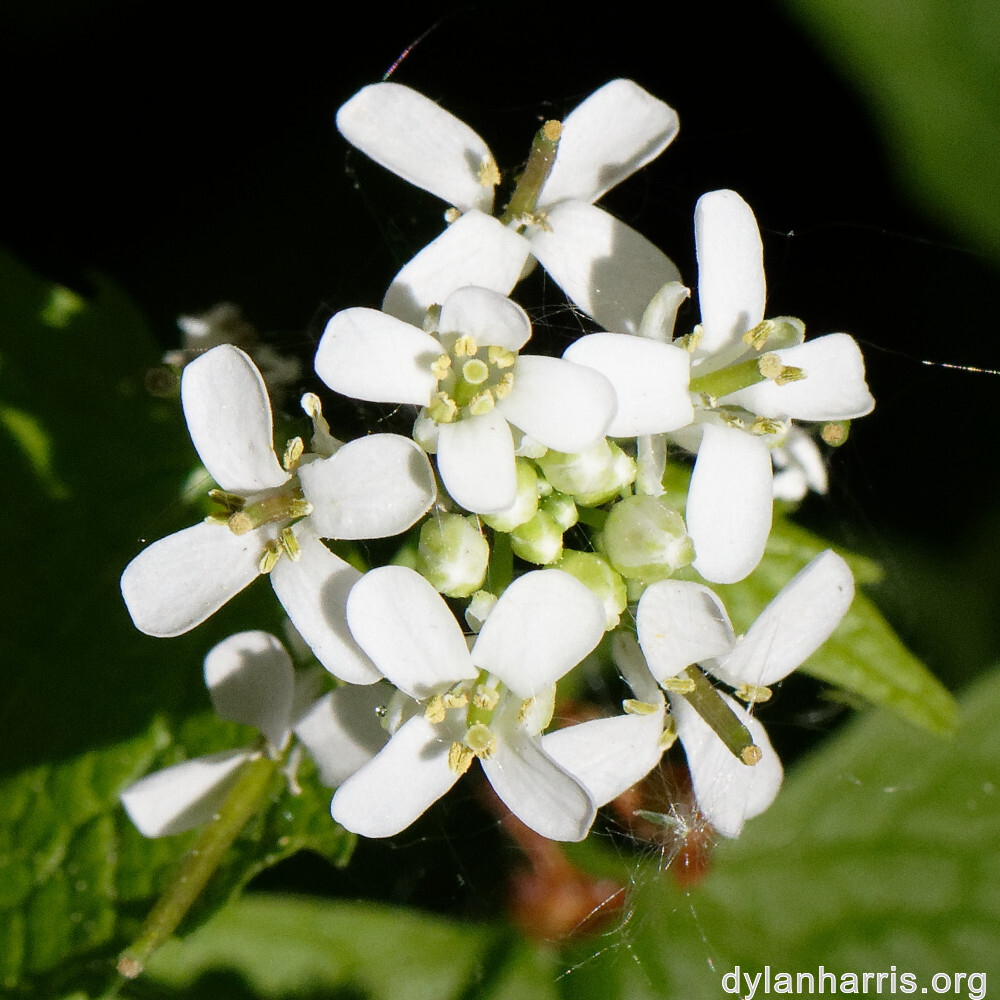 image: This is &lsquo;escher blummen (cl) 2&rsquo;.