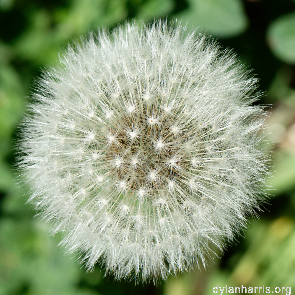 image: This is &lsquo;escher blummen (cl) 4&rsquo;.