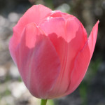 image: Image from the photoset &lsquo;escher blummen (cl)&rsquo;.