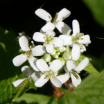 image: Image from the photoset &lsquo;escher blummen (cl)&rsquo;.