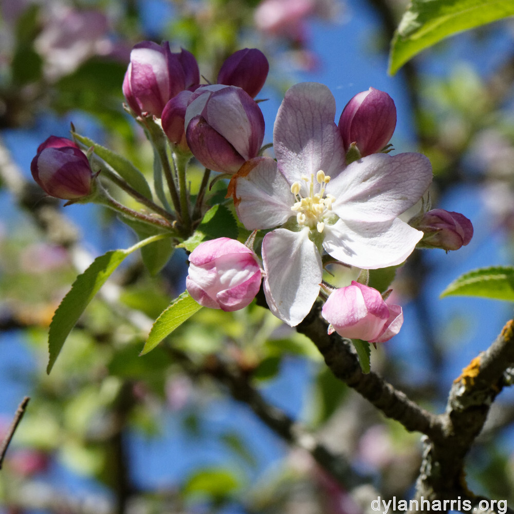 image: This is &lsquo;sch&euml;fflenger bierg (ii) 5&rsquo;.