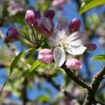 image: Image from the photoset &lsquo;sch&euml;fflenger bierg (ii)&rsquo;.