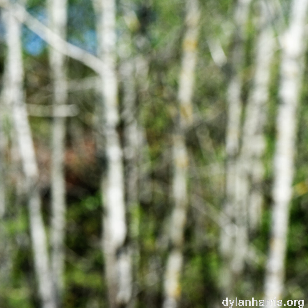 image: This is &lsquo;sch&euml;fflenger bierg (iii) 1&rsquo;.