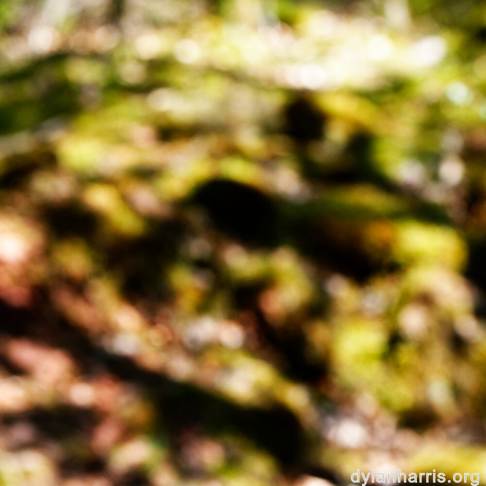 image: This is &lsquo;sch&euml;fflenger bierg (iii) 8&rsquo;.